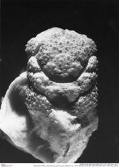 Historisches Foto von Gastrosacus limacurvus (Robins et al., 2013) (NHMW-AFW-GEO-BACHMAYER-FOTO-1990-0041-2819)